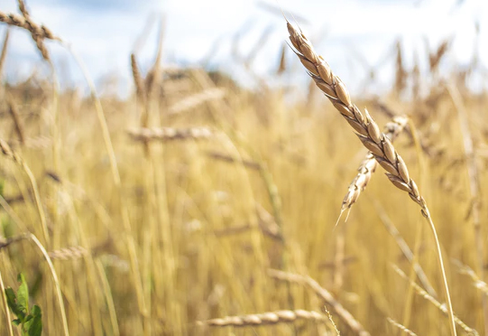 77779193��������